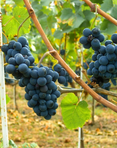 Stolní réva ´Moldova´