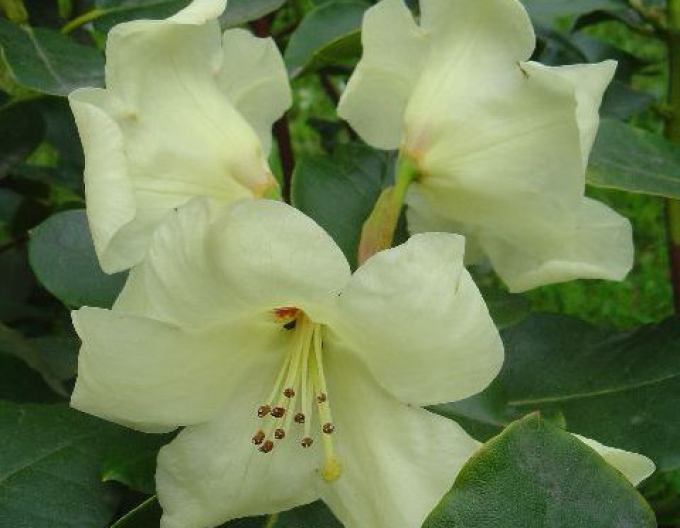 Rhododendron ´Goldfort´