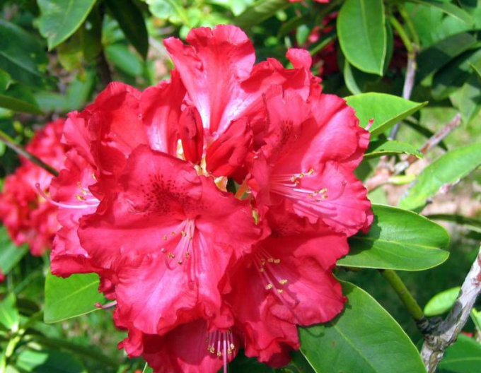 Rhododendron´Kluis Sensation´