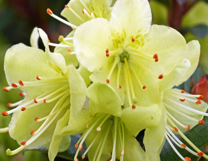 Rhododendron Shamrock