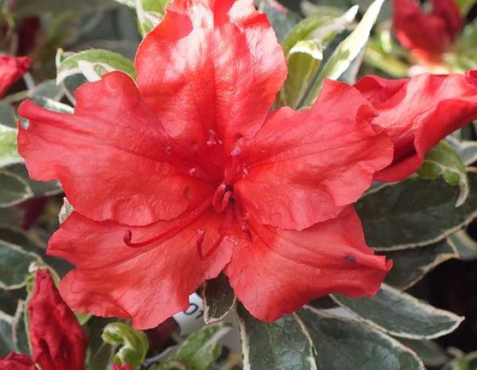 Azalka japonská Hot Shot Variegated