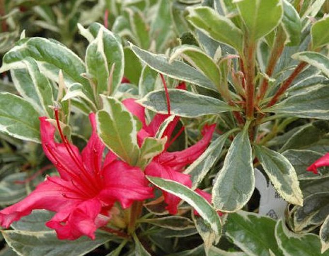 Azalka japonská Hot Shot Variegated