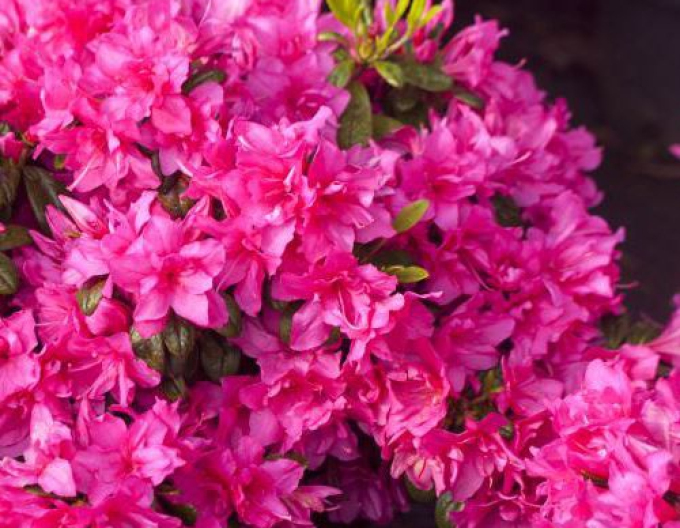 Azalea japonica Melina