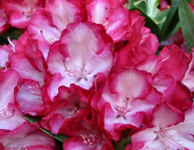 Rhododendron Ann Linsdsay