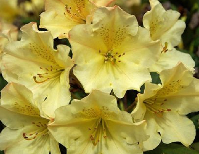 Rhododendron Professor Scholz