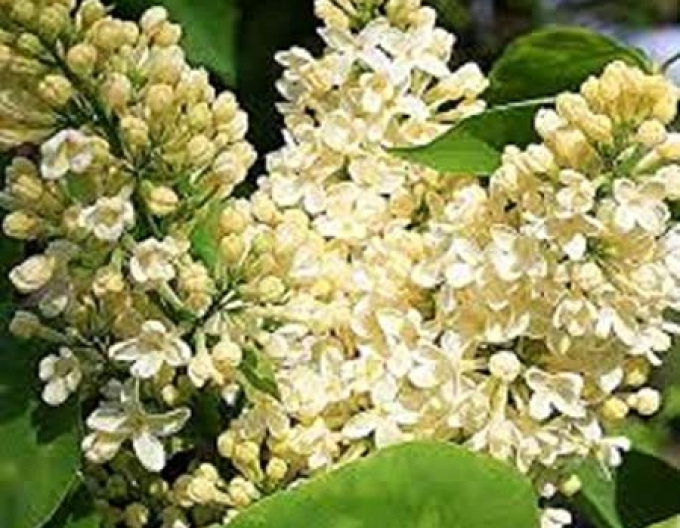 Šeřík Primrose