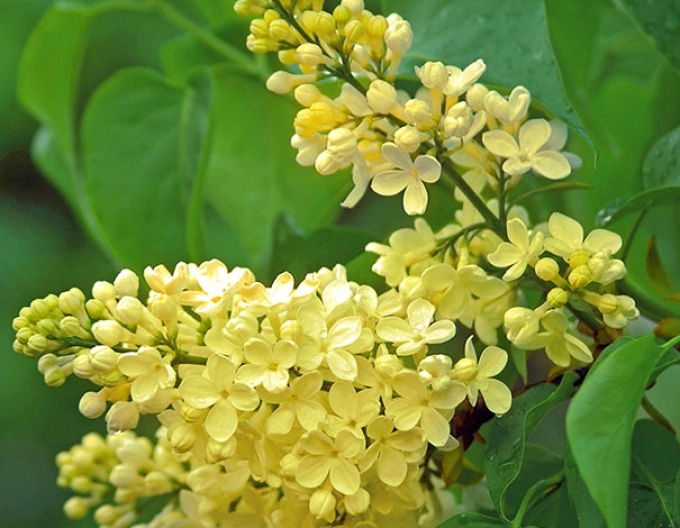 Šeřík Primrose