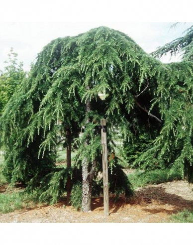 Himálajský cedr ´Pendula´na kmínku