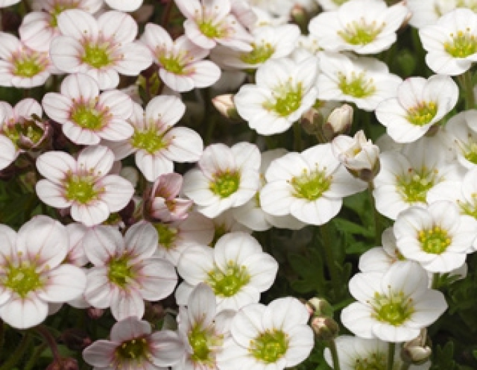 Lomicamnus lofts ´Blush´
