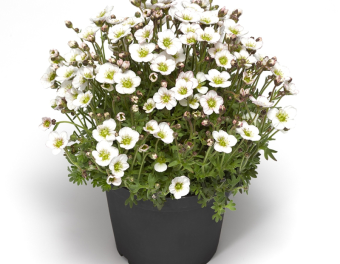 Lomicamnus lofts ´Blush´