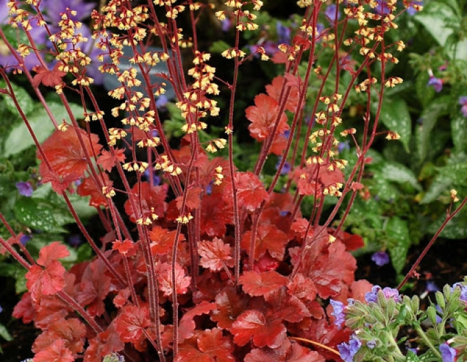 Heuchera hybridní ´ROOT BEER´