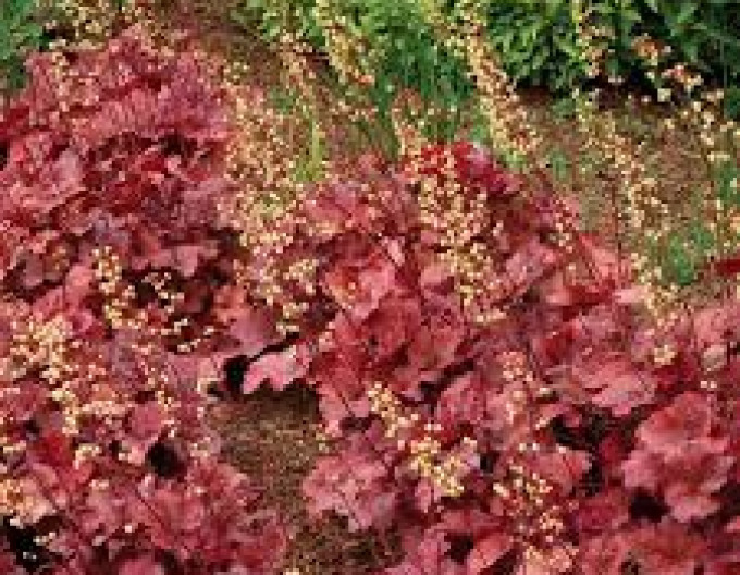 Heuchera hybridní ´ROOT BEER´