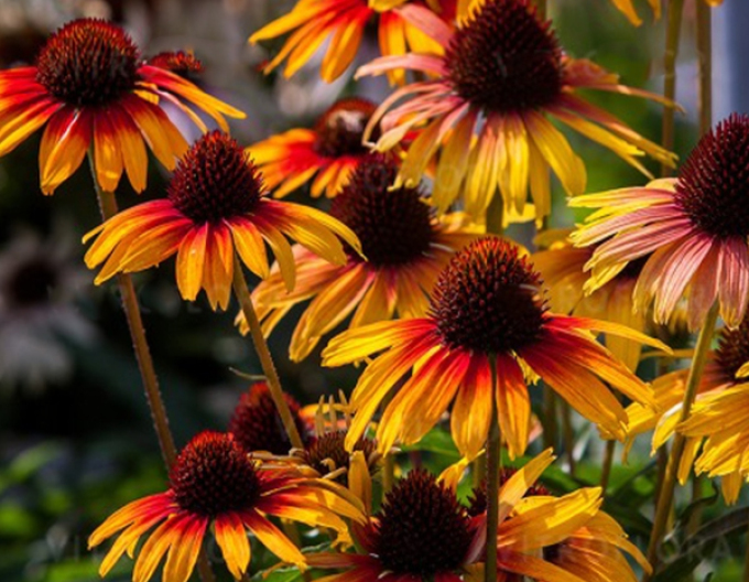 Echinacea Parrot