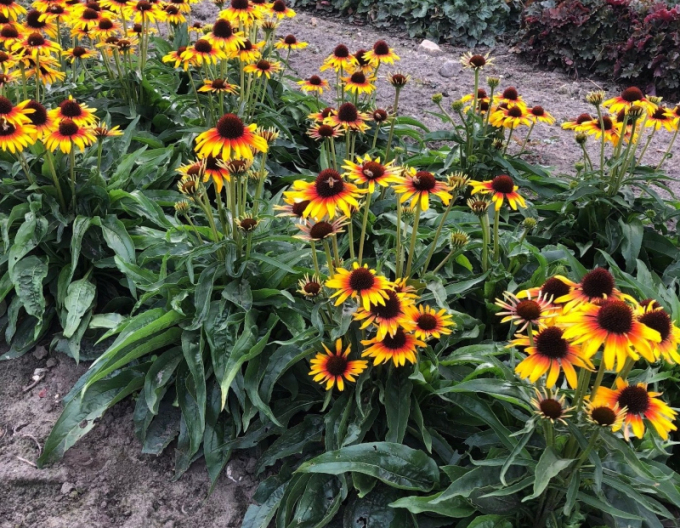 Echinacea Parrot