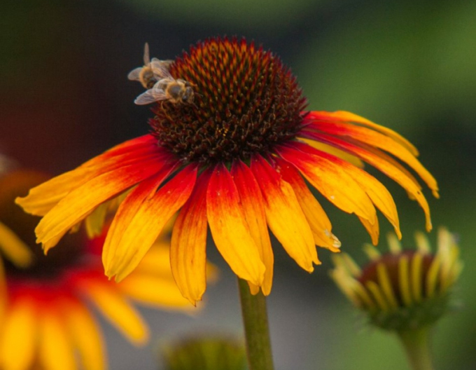 Echinacea Parrot