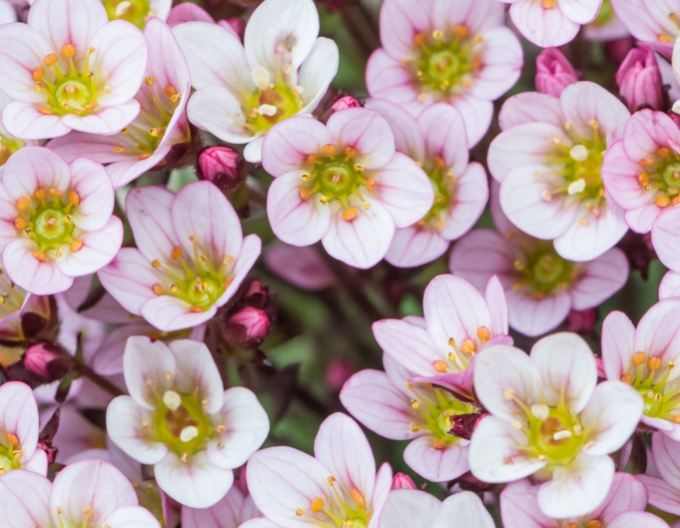 Lomikámen arendsův  Pixi Pan Appleblossom