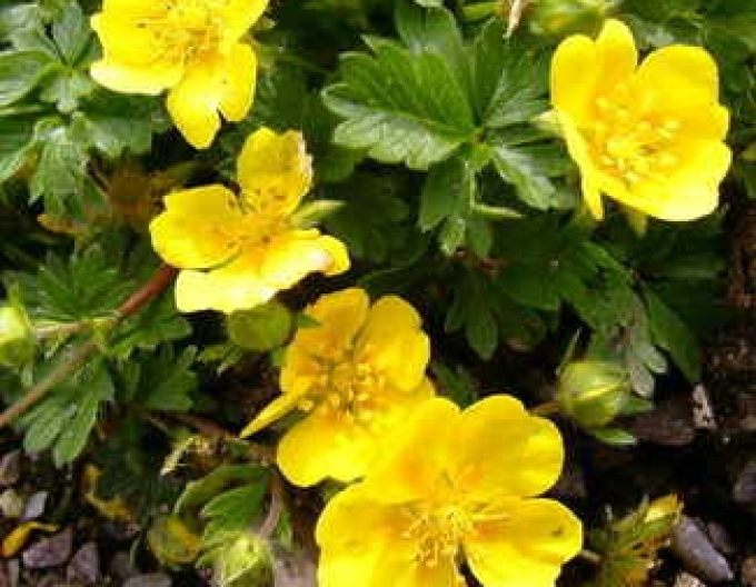 Mochna jarní ´Yellow´