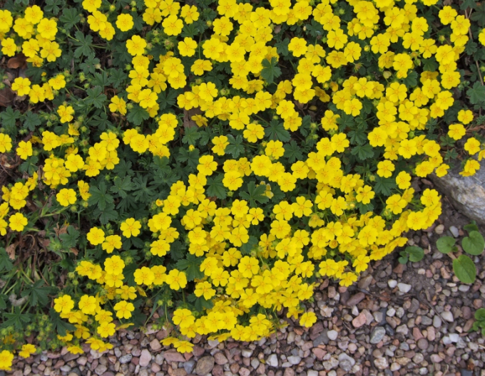 Mochna jarní ´Yellow´