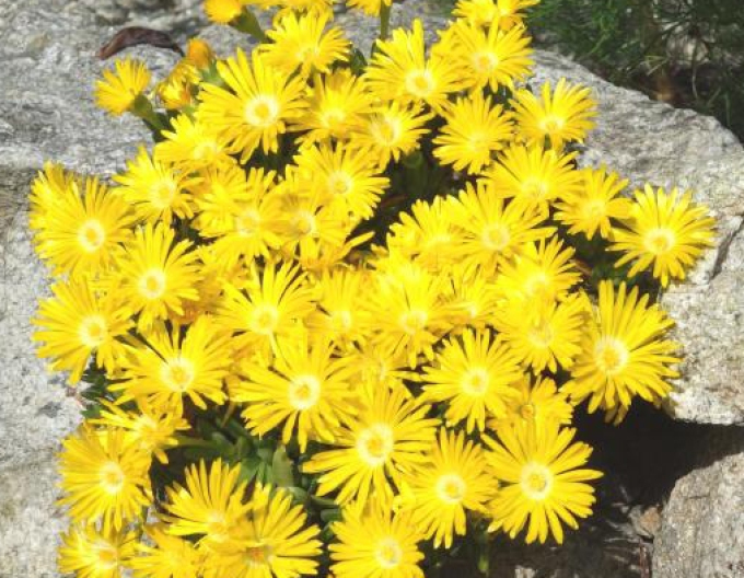 Delosperma congestum ´YELLOW´