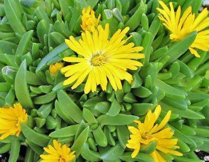 Delosperma congestum ´YELLOW´