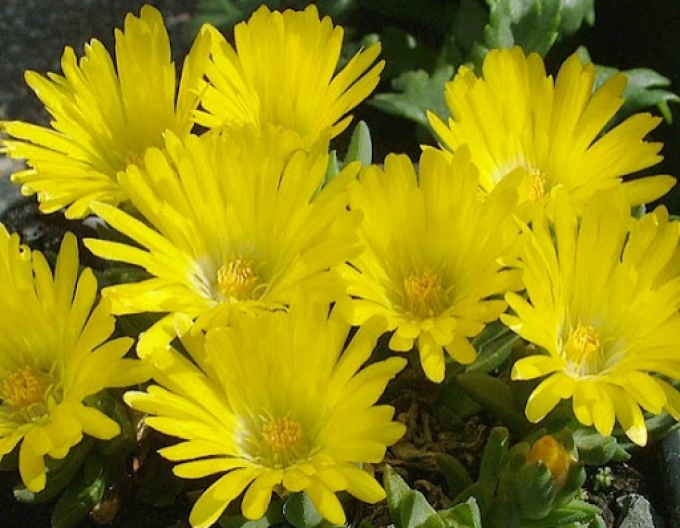 Delosperma congestum ´YELLOW´