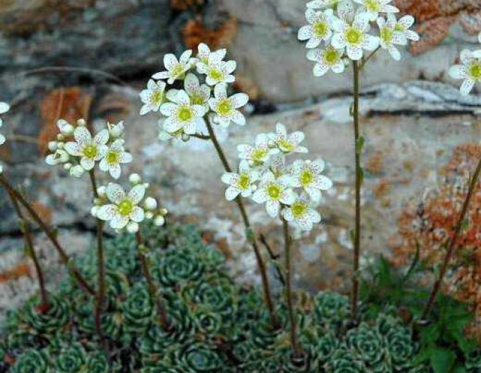 Lomicamnus ericaceae-věčně zelený