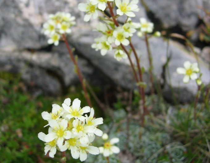 Lomicamnus ericaceae-věčně zelený
