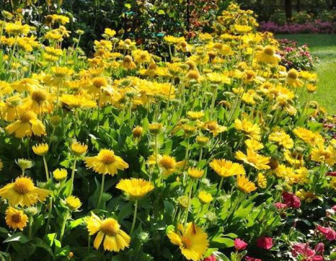Kakadu Messa Yellow