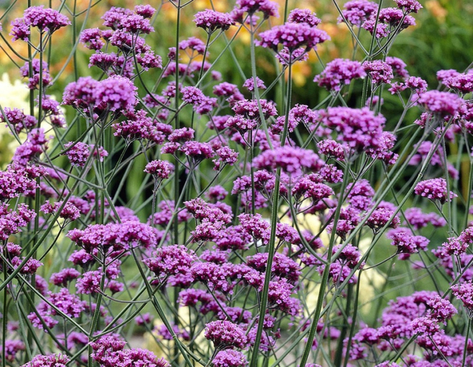 Verbena, sporýš argentinský
