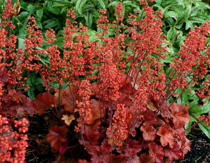 Heuchera hybrid Cherry Cola