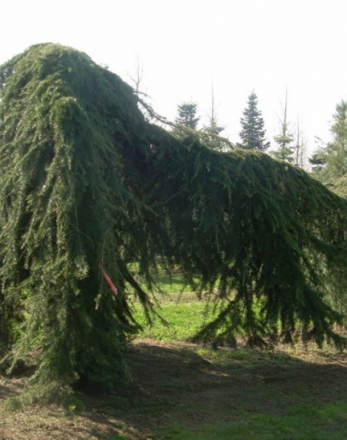 Himálajský cedr ´Pendula´na kmínku