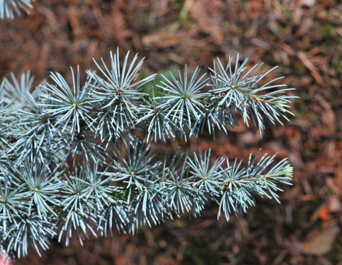 Cedr libanonský ´Glauca Pendula´