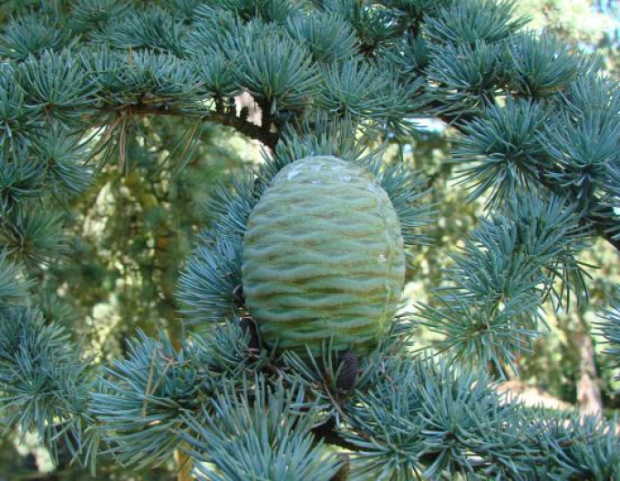Cedr libanonský ´Glauca Pendula´