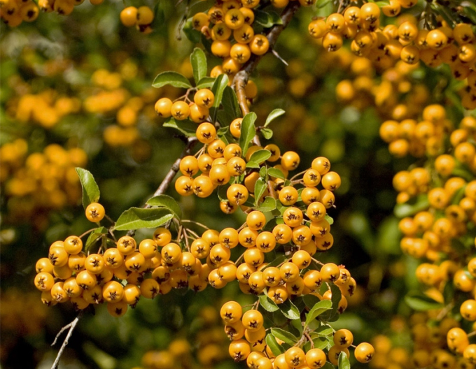 Hloh šarlatový Soleil ď Or (Pyracantha coccinea Soleil ď Or)