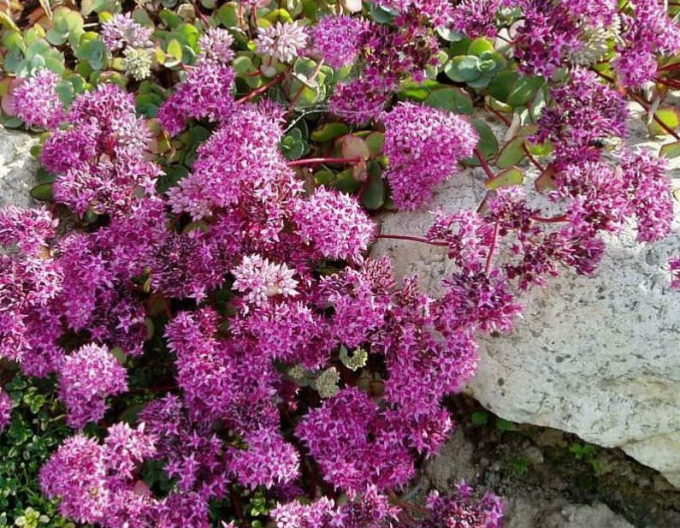 Rozchodník Bright Pink