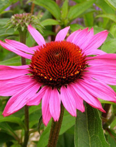 Echinacea purpurea Magnus