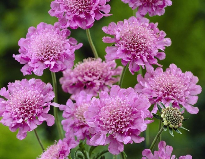 Hlaváč ’Pink Mist’