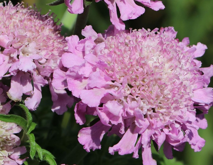 Hlaváč ’Pink Mist’