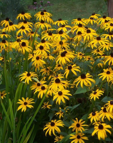 Rudbeckia ´Goldsturm´