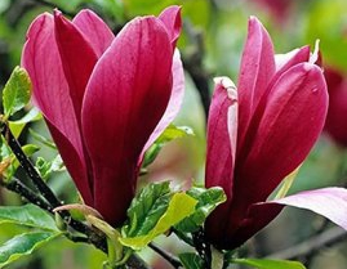 Magnolia lilyflower Nigra