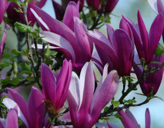 Magnolia lilyflower Nigra