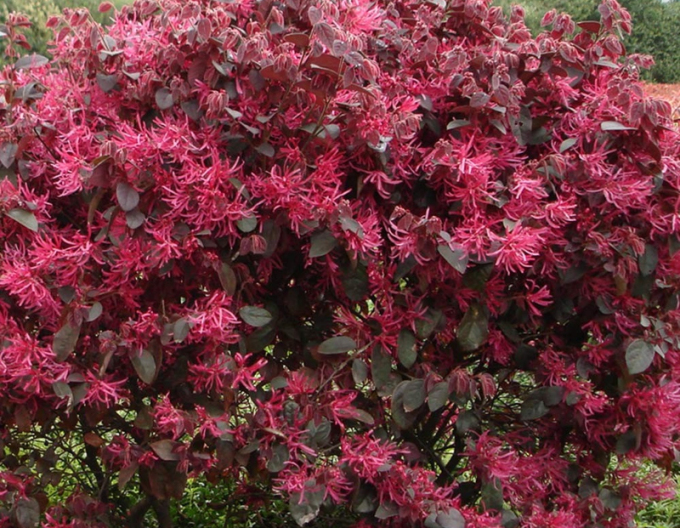 Loropetalum čínsky Black Pearl