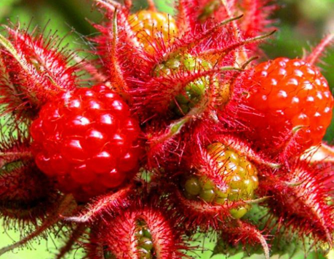 Blackberry Japonština