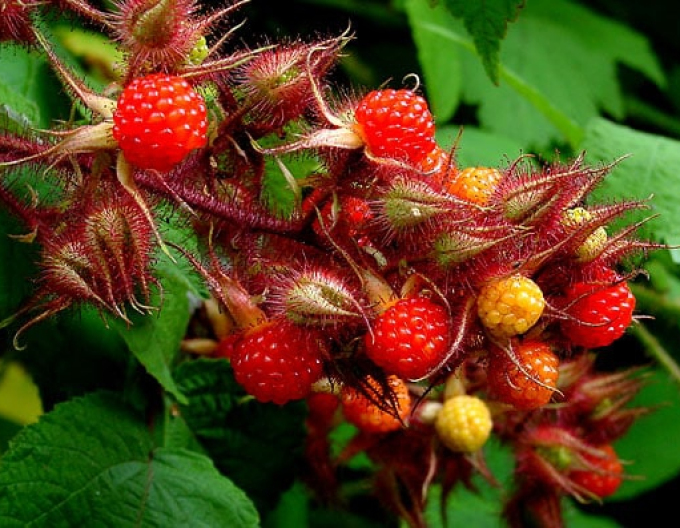 Blackberry Japonština