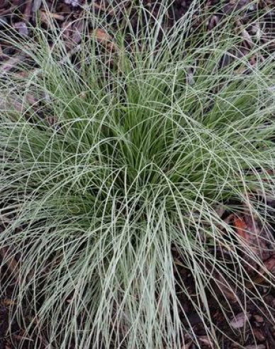 Oyster ´Amzon Mist´