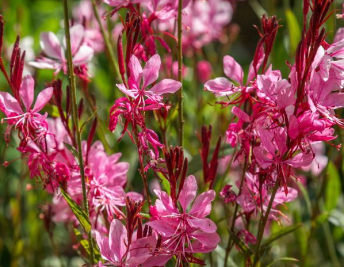 Gaura ´Gaudi Red´