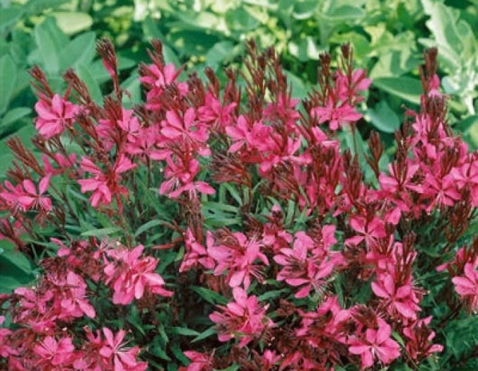 Gaura ´Gaudi Red´