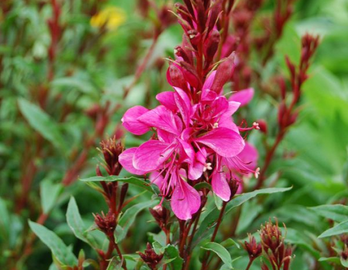 Gaura ´Gaudi Red´
