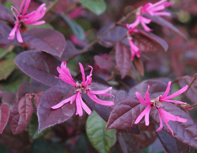 Loropetalum čínsky Black Pearl