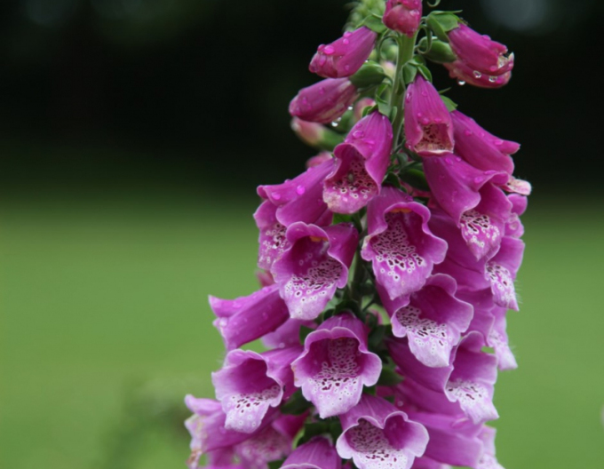 Náprstník Dalmatian Purple